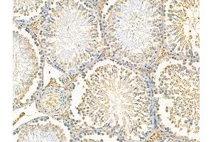 ABIN7094574 and ABIN7098623 at 1/100 staining Rat testis tissue by IHC-P. (RPS29 抗体  (N-Term))