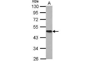 Western Blotting (WB) image for anti-Homer Homolog 1 (HOMER1) (Center) antibody (ABIN2855600)