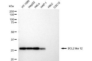 Western blotting analysis using BCL2 like 12 antibody (ABIN7797752). (Recombinant BCL2L12 抗体)