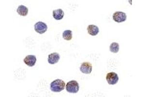 Immunohistochemistry (IHC) image for anti-serine/threonine Kinase 17b (STK17B) (C-Term) antibody (ABIN1030368) (DRAK2 抗体  (C-Term))