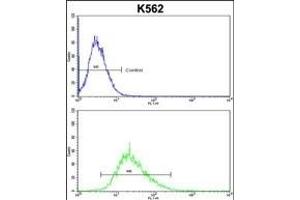 ITM2A Antibody (N-term) (ABIN390731 and ABIN2841002) flow cytometric analysis of k562 cells (bottom histogram) compared to a negative control cell (top histogram). (ITM2A 抗体  (N-Term))