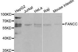 Western blot analysis of extracts of various cell lines, using FANCC antibody. (FANCC 抗体  (AA 319-558))