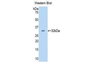 Western Blotting (WB) image for anti-Epidermal Growth Factor (EGF) (AA 45-275) antibody (Biotin) (ABIN1173139)