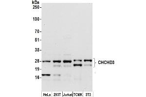 Western Blotting (WB) image for anti-Coiled-Coil-Helix-Coiled-Coil-Helix Domain Containing 3 (CHCHD3) (AA 177-227) antibody (ABIN7450114)