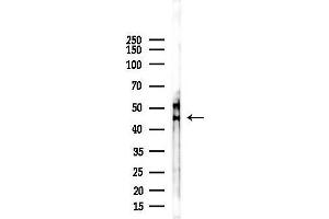 anti-Serotonin Receptor 1B (HTR1B) (Internal Region) antibody