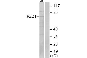 Western blot analysis of extracts from Jurkat cells, using FZD1 antibody. (FZD1 抗体  (Internal Region))