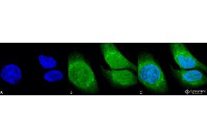 Immunocytochemistry/Immunofluorescence analysis using Rabbit Anti-GRP78 (Bip) Polyclonal Antibody . (GRP78 抗体  (N-Term) (Atto 390))