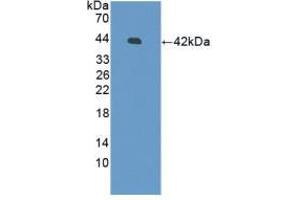 Western blot analysis of recombinant Human DEFb126. (DEFB126 抗体  (AA 21-111))