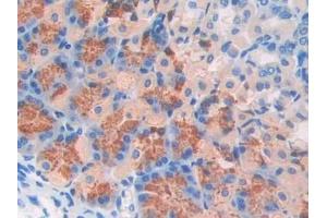 Detection of FBLN4 in Mouse Stomach Tissue using Polyclonal Antibody to Fibulin 4 (FBLN4) (FBLN4 抗体  (AA 182-431))