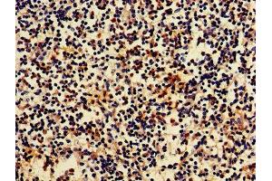 IHC image of ABIN7145448 diluted at 1:700 and staining in paraffin-embedded human spleen tissue performed on a Leica BondTM system. (Arrestin 3 抗体  (AA 222-369))