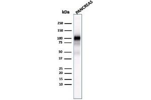 Western Blot Analysis of human Pancreas tissue lysate using GP2 Mouse Monoclonal Antibody (GP2/1803). (GP2 抗体  (AA 35-179))