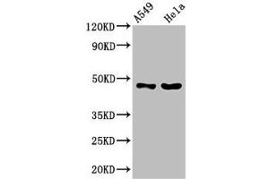 Western Blot Positive WB detected in: A549 whole cell lysate, Hela whole cell lysate All lanes: SLC16A11 antibody at 3. (SLC16A11 抗体  (AA 428-471))