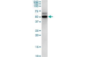 PDHX MaxPab polyclonal antibody. (PDHX 抗体  (AA 1-501))