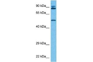 Host:  Rabbit  Target Name:  PCK1  Sample Tissue:  Human MCF7 Whole Cell  Antibody Dilution:  1ug/ml