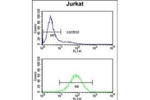 PLCL1 Antibody (N-term) (ABIN652796 and ABIN2842522) flow cytometry analysis of Jurkat cells (bottom histogram) compared to a negative control cell (top histogram). (PLCL1 抗体  (N-Term))