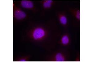 Image no. 2 for anti-Cyclin B1 (CCNB1) (pSer147) antibody (ABIN401595) (Cyclin B1 抗体  (pSer147))