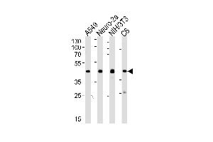 Western blot analysis of lysates from A549, mouse Neuro-2a, mouse NIH/3T3, rat C6 cell line (from left to right) using CREB1 Antibody (ABIN1944898 and ABIN2838500). (CREB1 抗体  (AA 1-297))