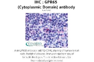 Image no. 1 for anti-G Protein-Coupled Receptor 65 (GPR65) (3rd Cytoplasmic Domain) antibody (ABIN1735148) (GPR65 抗体  (3rd Cytoplasmic Domain))