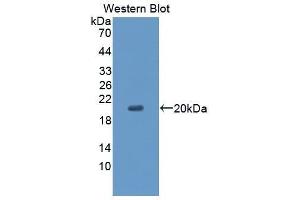 Western Blotting (WB) image for anti-CD99 (CD99) (AA 31-185) antibody (ABIN1867135) (CD99 抗体  (AA 31-185))