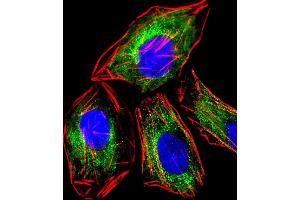 Immunofluorescent analysis of 4% paraformaldehyde-fixed, 0. (RAB3A 抗体)