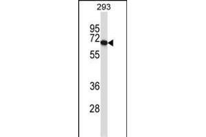 PDILT Antibody (Center) (ABIN657478 and ABIN2846506) western blot analysis in 293 cell line lysates (35 μg/lane). (PDILT 抗体  (AA 345-374))