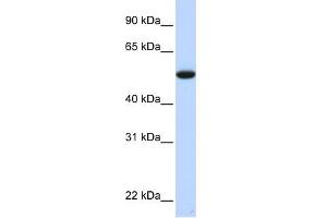 C9ORF43 antibody used at 1 ug/ml to detect target protein. (C9orf43 抗体  (Middle Region))