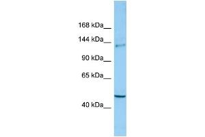 WB Suggested Anti-CLASP2 Antibody Titration: 1. (CLASP2 抗体  (C-Term))