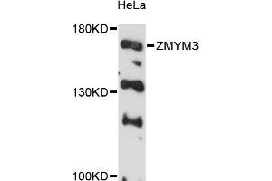 Western blot analysis of extracts of HeLa cells, using ZMYM3 antibody (ABIN6291075) at 1:3000 dilution.