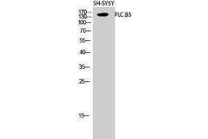 Western Blotting (WB) image for anti-phospholipase C, beta 3 (Phosphatidylinositol-Specific) (PLCB3) (Thr235) antibody (ABIN6280758)