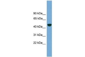 Western Blotting (WB) image for anti-Proteasome (Prosome, Macropain) 26S Subunit, Non-ATPase, 12 (PSMD12) (N-Term) antibody (ABIN2787420)