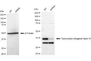 Western blotting analysis using Transcription elongation factor A1 antibody (ABIN7800582). (Recombinant TCEA1 抗体)
