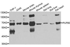 Western blot analysis of extracts of various cell lines, using PUF60 antibody. (PUF60 抗体  (AA 243-542))