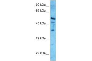 Host:  Rabbit  Target Name:  NR1H4  Sample Type:  HepG2 Whole Cell lysates  Antibody Dilution:  0. (NR1H4 抗体  (Middle Region))