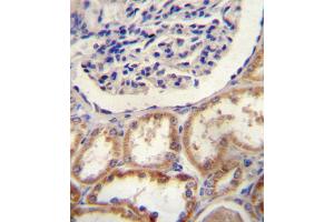 HtrA1 Antibody immunohistochemistry analysis in formalin fixed and paraffin embedded human kidney tissue followed by peroxidase conjugation of the secondary antibody and DAB staining.