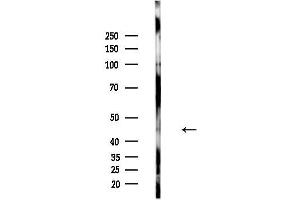 Western blot analysis of lysates from  cells(heat-shock,45 min treatment), using Phospho-IKK gamma (Ser85) Antibody at 1/1000 dilution.