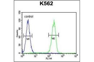 Flow Cytometric analysis of K562 cells (right histogram) compared to a negative control cell (left histogram) using RPL27A Antibody (C-term) Cat. (RPL27A 抗体  (C-Term))
