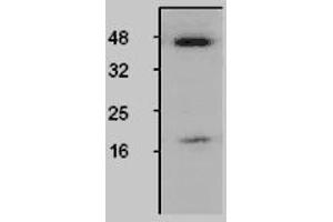 Image no. 1 for anti-Caspase 1 (CASP1) antibody (ABIN187803) (Caspase 1 抗体)