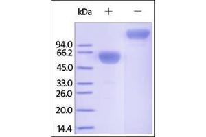 SDS-PAGE (SDS) image for Programmed Cell Death 1 (PDCD1) (AA 25-167) (Active) protein (Fc Tag) (ABIN2181603)