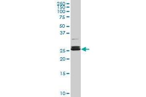 Western Blotting (WB) image for anti-Platelet-Activating Factor Acetylhydrolase 1b, Catalytic Subunit 3 (29kDa) (PAFAH1B3) (AA 1-231) antibody (ABIN518590)