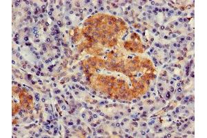Immunohistochemistry of paraffin-embedded human pancreatic tissue using ABIN7154672 at dilution of 1:100 (GNG4 抗体  (AA 1-72))