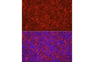 Immunofluorescence (IF) image for anti-Cytochrome P450, Family 11, Subfamily A, Polypeptide 1 (CYP11A1) (AA 40-320) antibody (ABIN1512804)