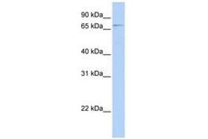 Image no. 1 for anti-Glomulin, FKBP Associated Protein (GLMN) (N-Term) antibody (ABIN6741139)