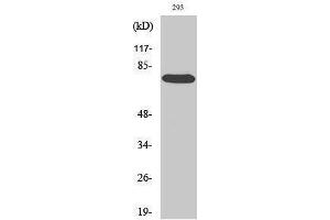 Western Blotting (WB) image for anti-V-Raf-1 Murine Leukemia Viral Oncogene Homolog 1 (RAF1) (Thr58) antibody (ABIN3186672) (RAF1 抗体  (Thr58))