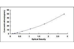 ELISA image for Cytochrome P450, Family 7, Subfamily A, Polypeptide 1 (CYP7A1) ELISA Kit (ABIN417358)