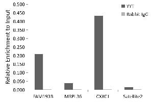 Chromatin immunoprecipitation analysis of extracts of 293T cells, using YY1 antibody (ABIN6128933, ABIN6150354, ABIN6150356 and ABIN6216742) and rabbit IgG. (YY1 抗体  (AA 1-200))