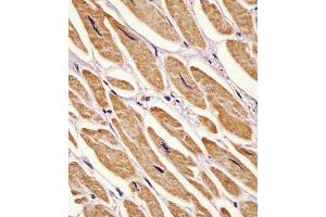 Immunohistochemistry (Paraffin-embedded Sections) (IHC (p)) image for anti-Adenylate Kinase 2 (AK2) (AA 147-183) antibody (ABIN6242156)