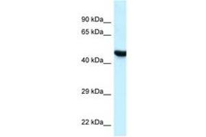 Image no. 1 for anti-Hyaluronidase-3 (HYAL3) (C-Term) antibody (ABIN6747546) (HYAL3 抗体  (C-Term))