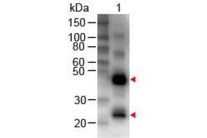 Western Blot of Rabbit anti-Human IgG (H&L) Antibody Biotin Conjugated Lane 1: Human IgG Load: 50 ng per lane Primary antibody: Human IgG (H&L) Antibody Biotin Conjugated at 1:1000 for 60 min RT Secondary antibody: HRP Conjugated Streptavidin at 1:40,000 for 30 min at RT Block: ABIN925618 for 30 min at RT (兔 anti-人 IgG (Heavy & Light Chain) Antibody (Biotin) - Preadsorbed)