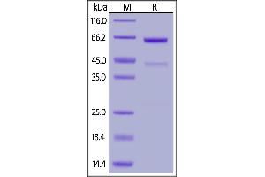 Biotinylated Human CD73, His,Avitag on  under reducing (R) condition.