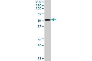 PKNOX2 MaxPab polyclonal antibody. (PKNOX2 抗体  (AA 1-471))